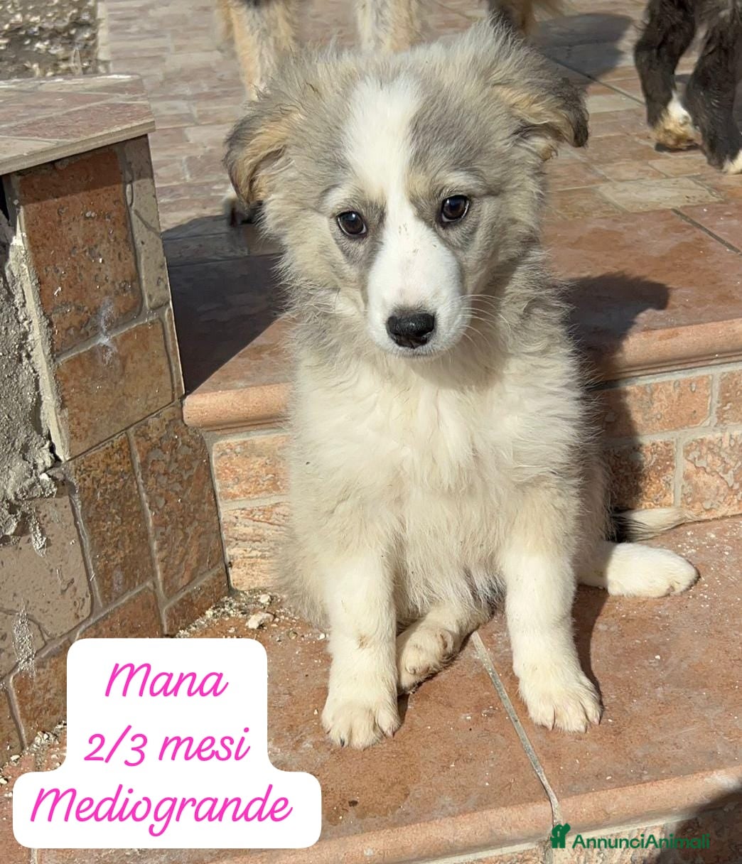 Meticcio cani Tanti bellissimi cuccioli da salvare  - Annuncio 2