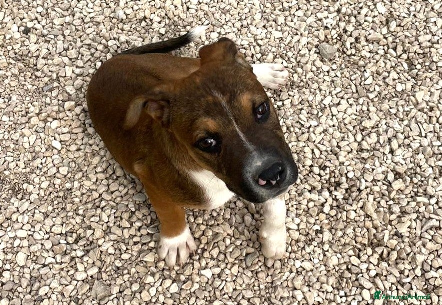 Meticcio cani SOS SIMPATICO PITTINO - Annuncio 3