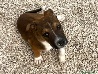 Meticcio cani SOS SIMPATICO PITTINO - Annuncio 3