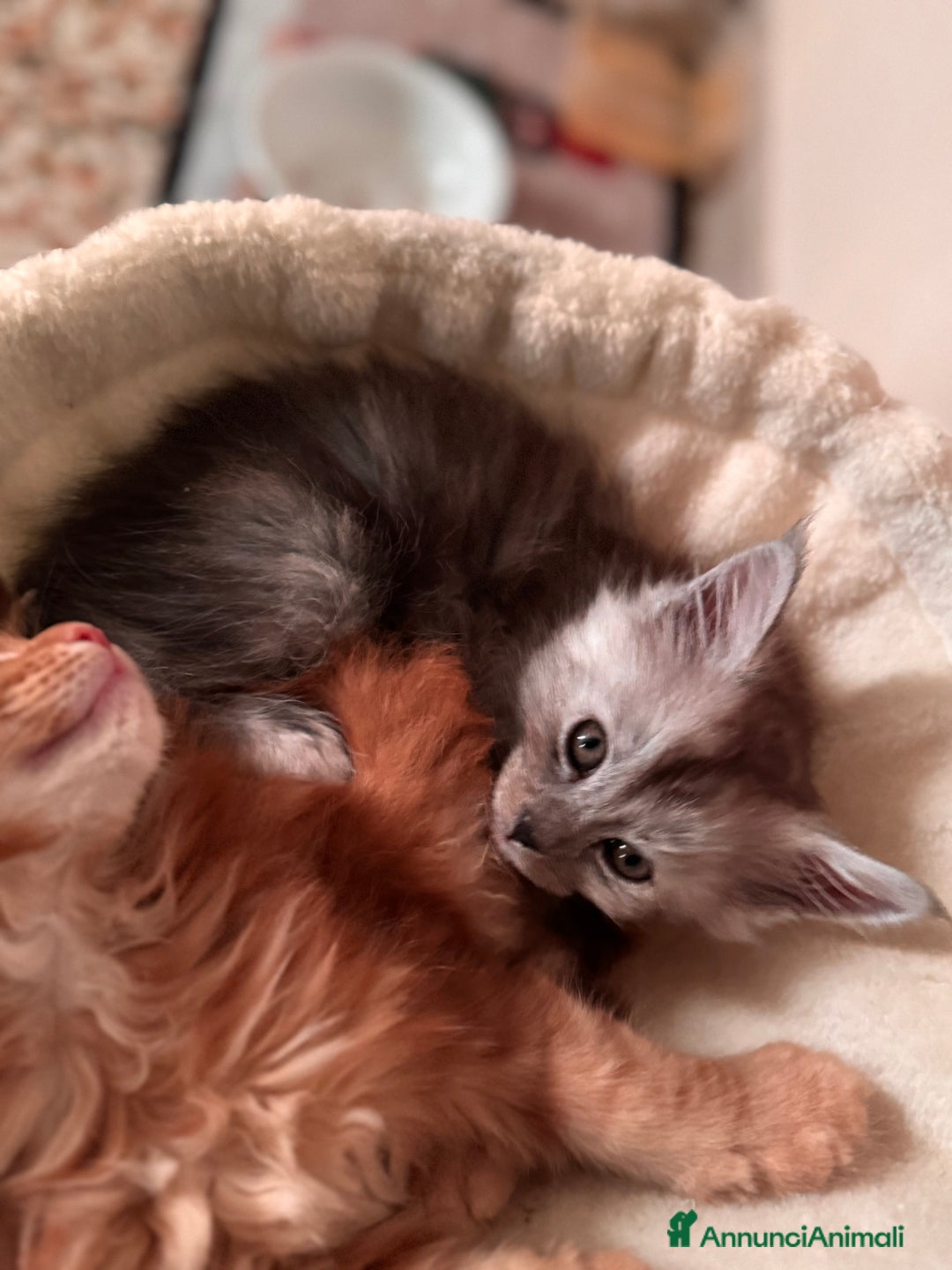 Maine Coon gatti in vendita: Cucciola di Maine Coon - Ped. AFSI - Annuncio 7