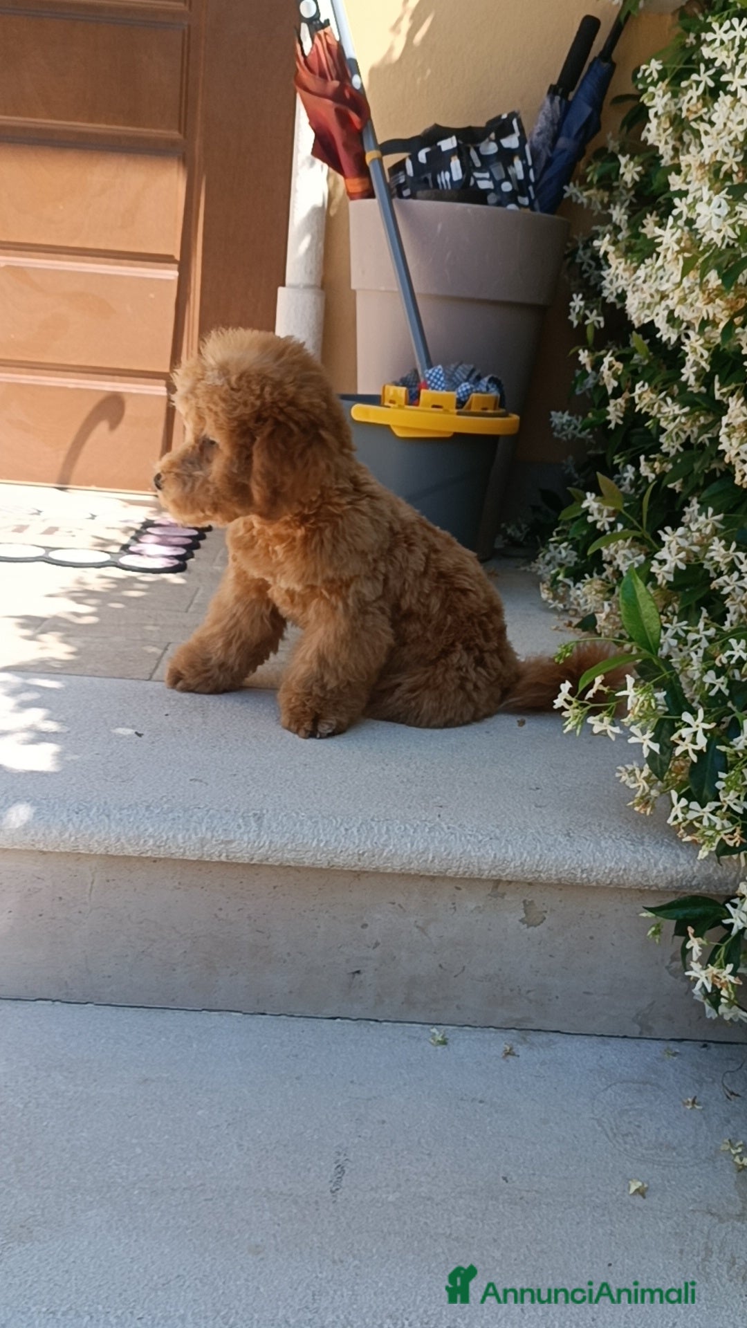 Barboncino cani in vendita: Barboncino  a Provincia di Avellino - Immagine 3