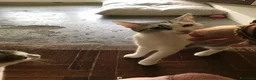 Meticcio gatti in regalo: Viola e Ciambella bellissime micine cercano casa! - Annuncio 16