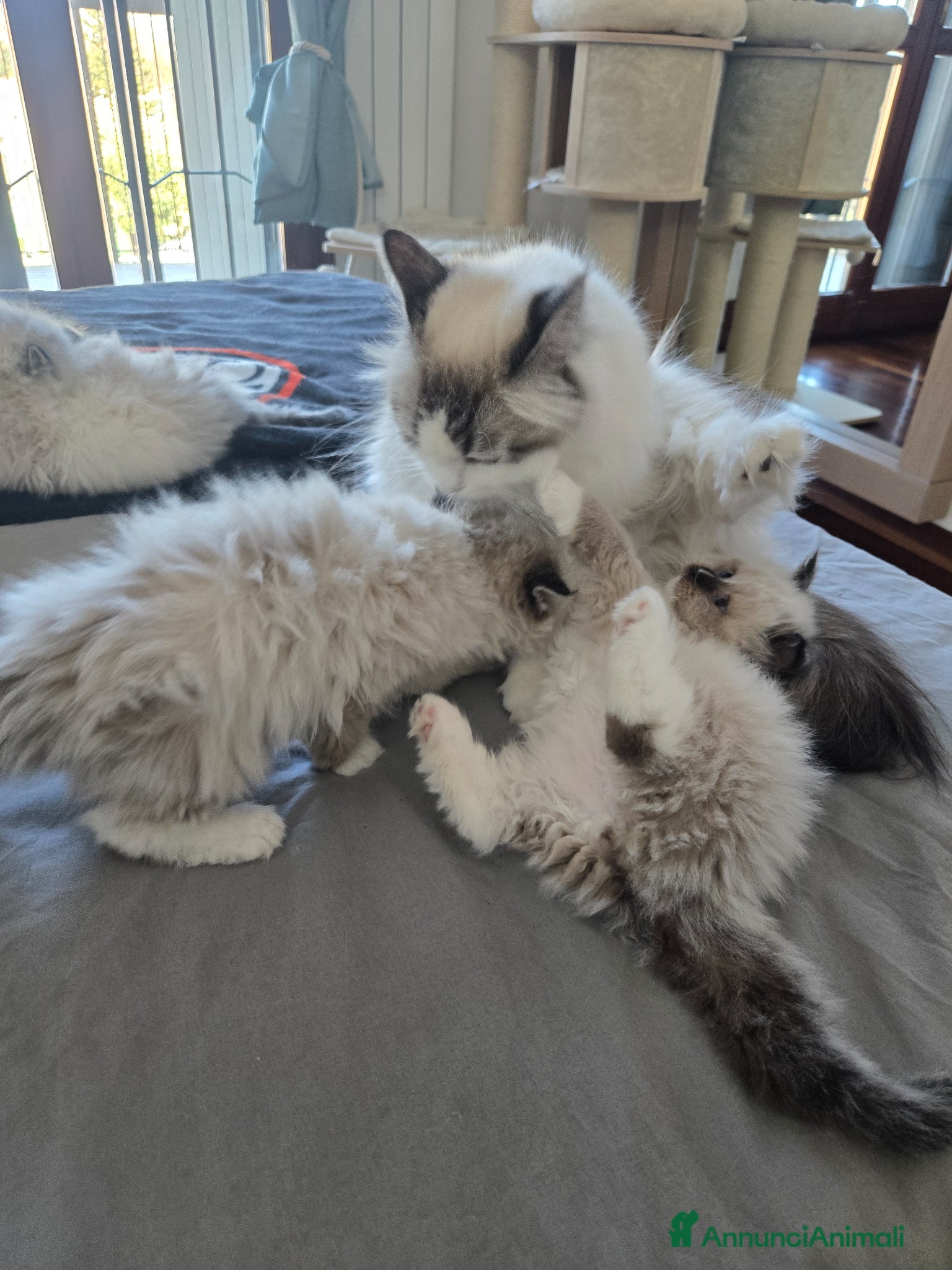 Siberiano gatti Cuccioli Siberiano - Annuncio 2