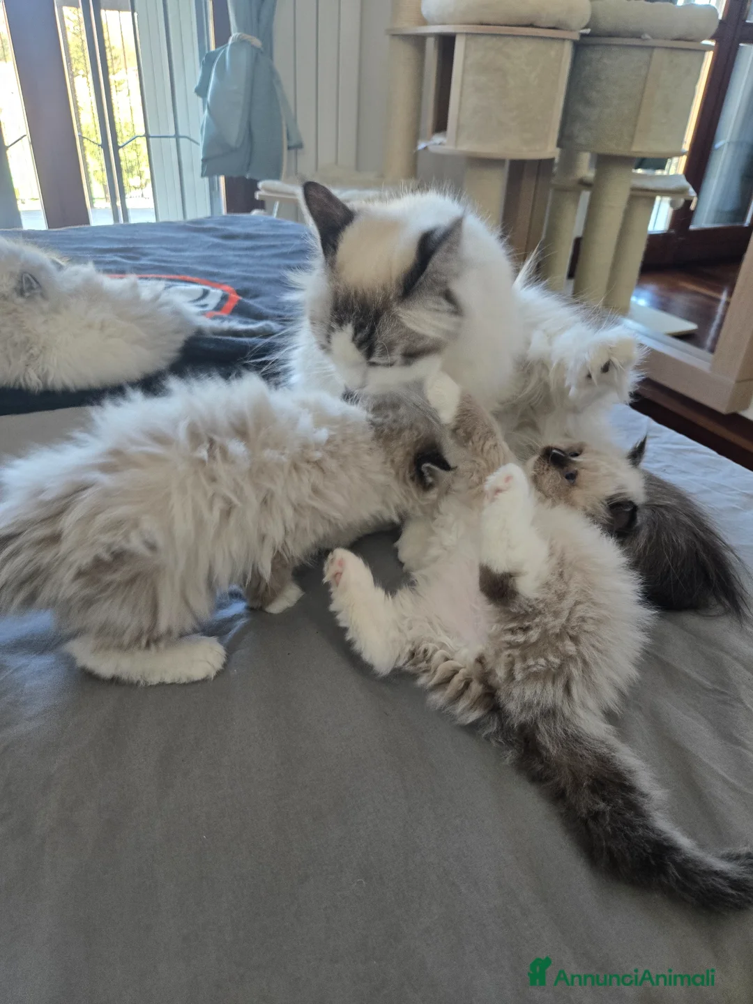 Siberiano gatti in vendita: Cuccioli Siberiano - Annuncio 2