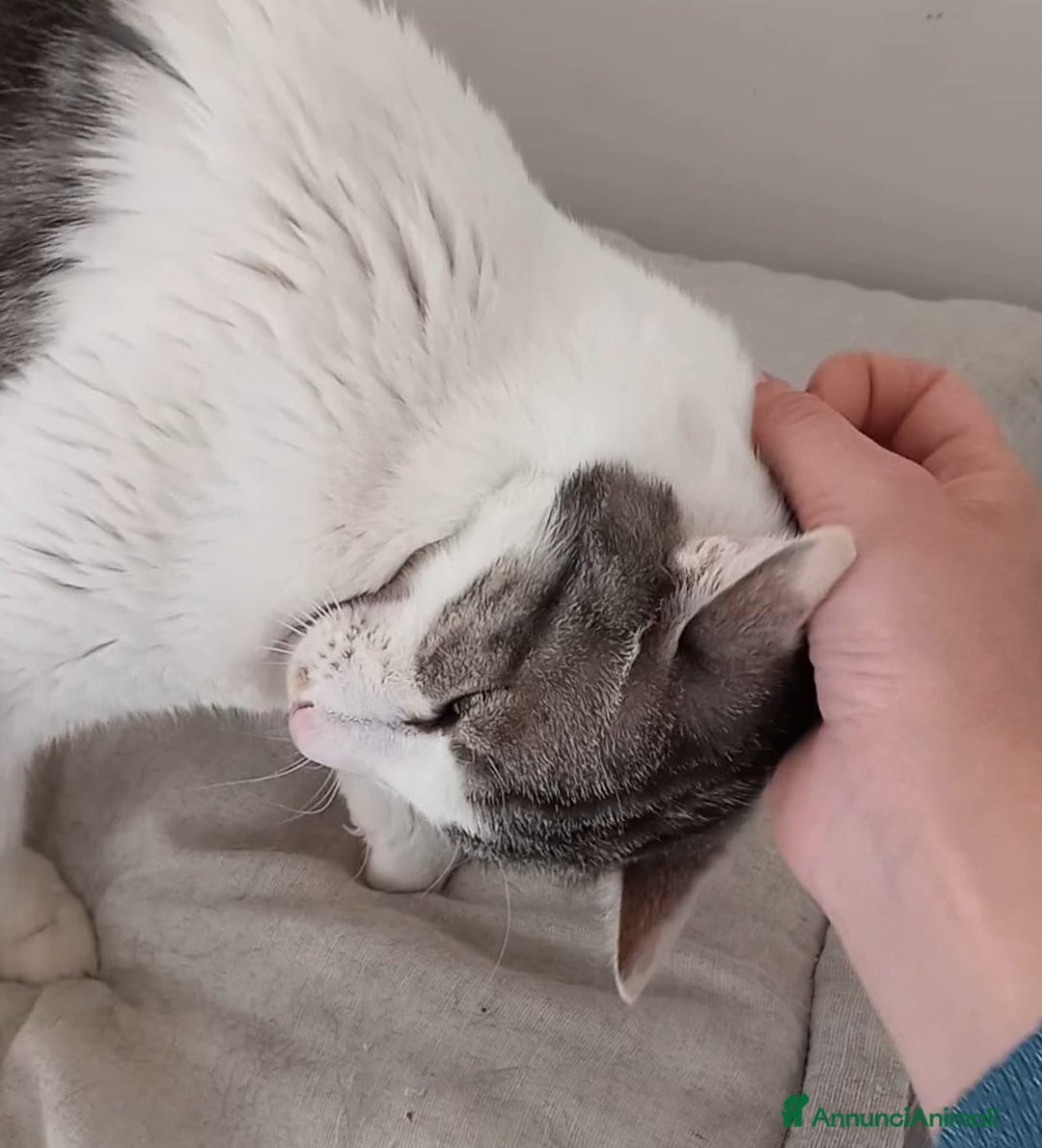 Europeo gatti in regalo: Miele, adorabile gatto da adottare! - Annuncio 2