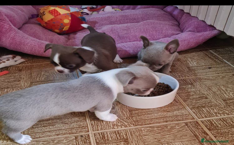 Chihuahua cani a Provincia di Biella - Annuncio 17