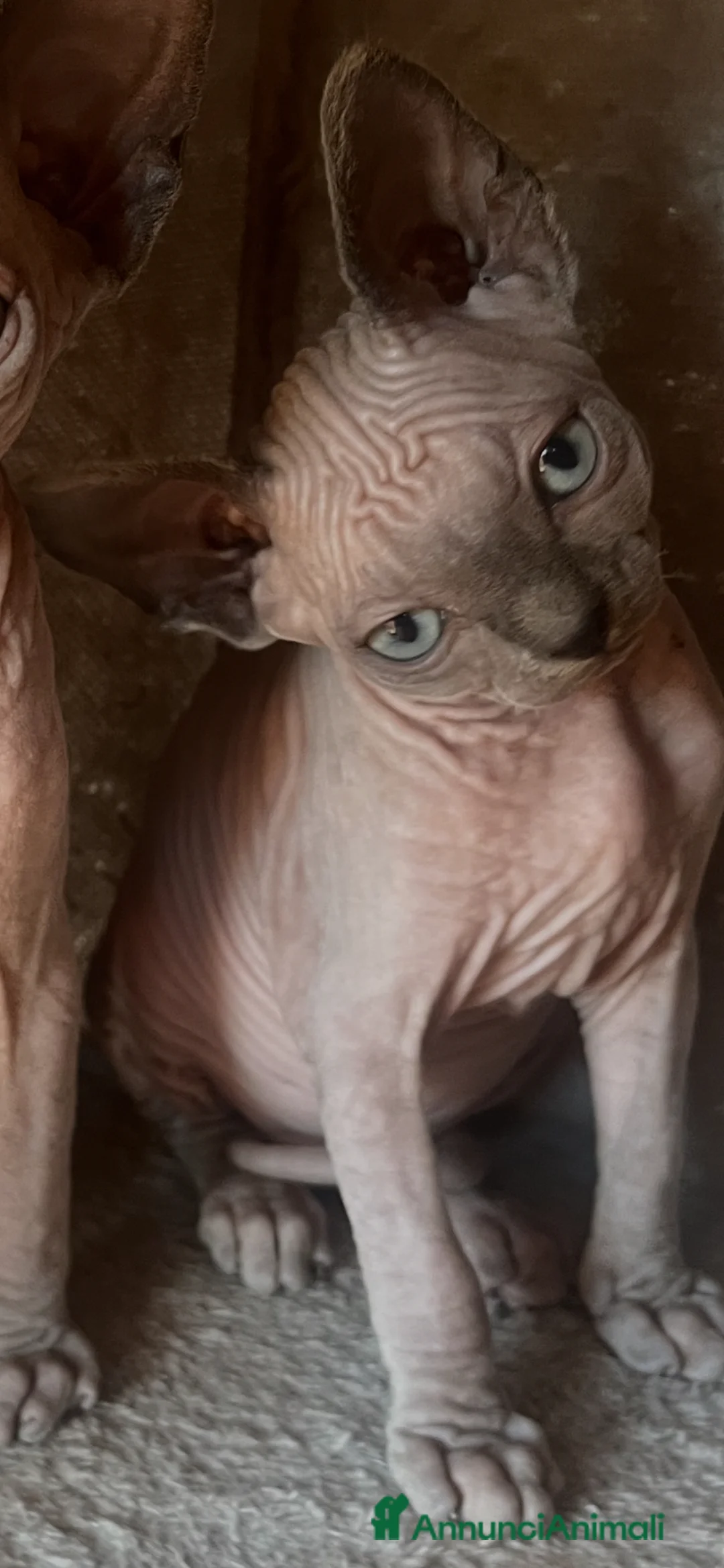 Sphynx gatti in vendita: Gattina Sphynx cerca casa  - Annuncio 8