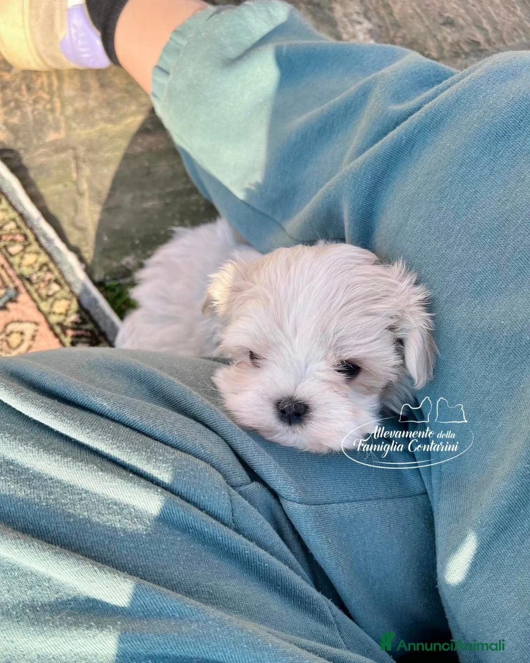 Maltese cani in vendita: MALTESI TOY CUCCIOLI  - Annuncio 4