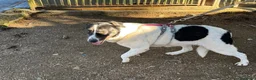 Meticcio cani in regalo: Splendida meticcia - COOKIE - Annuncio 4