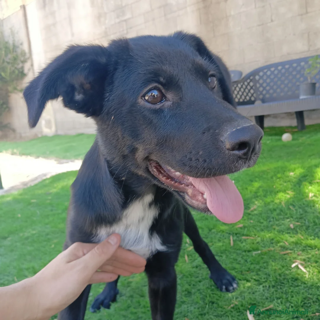 Meticcio cani in regalo:  Kora - Annuncio 2