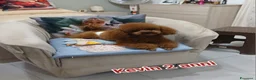 Barboncino Toy cani in vendita: Cucciolo di barboncino Toy - Annuncio 11