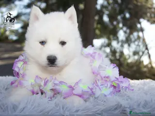 Husky cani Cuccioli Siberian Husky total white Pedigre Enci - Annuncio 1