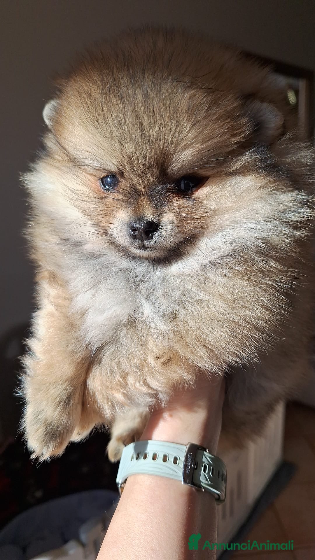 Volpino Pomerania cani in vendita: Spitz tedesco nano - Annuncio 4