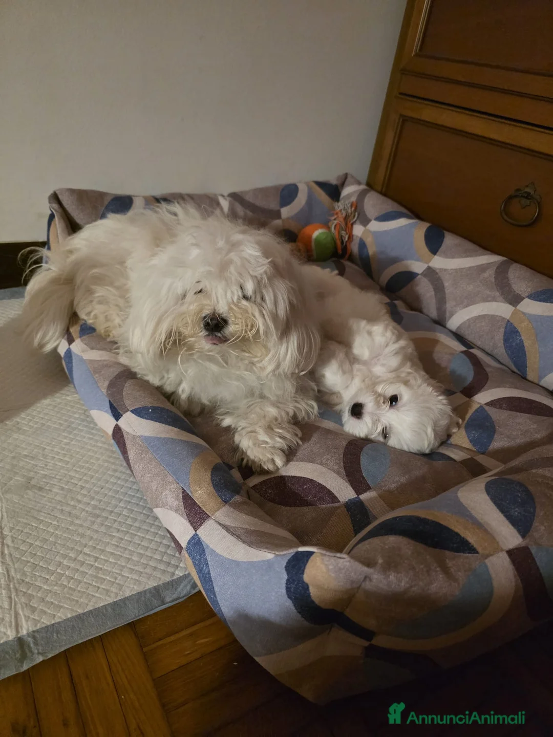 Maltese cani in vendita: Maltese  - Annuncio 9