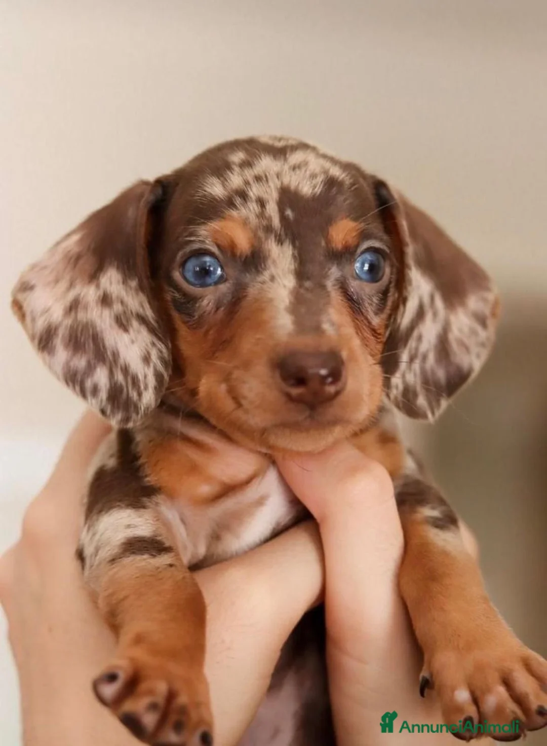 Bassotto cani in vendita: Bassotti toy - Annuncio 1