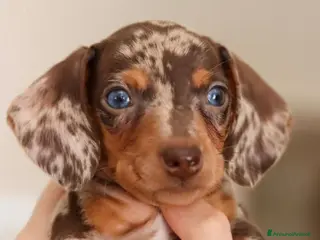 Bassotto cani Bassotti toy - Annuncio 33