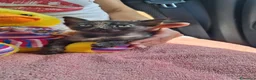 Meticcio cani in regalo: GATTINI DOLCISSIMI - Annuncio 9