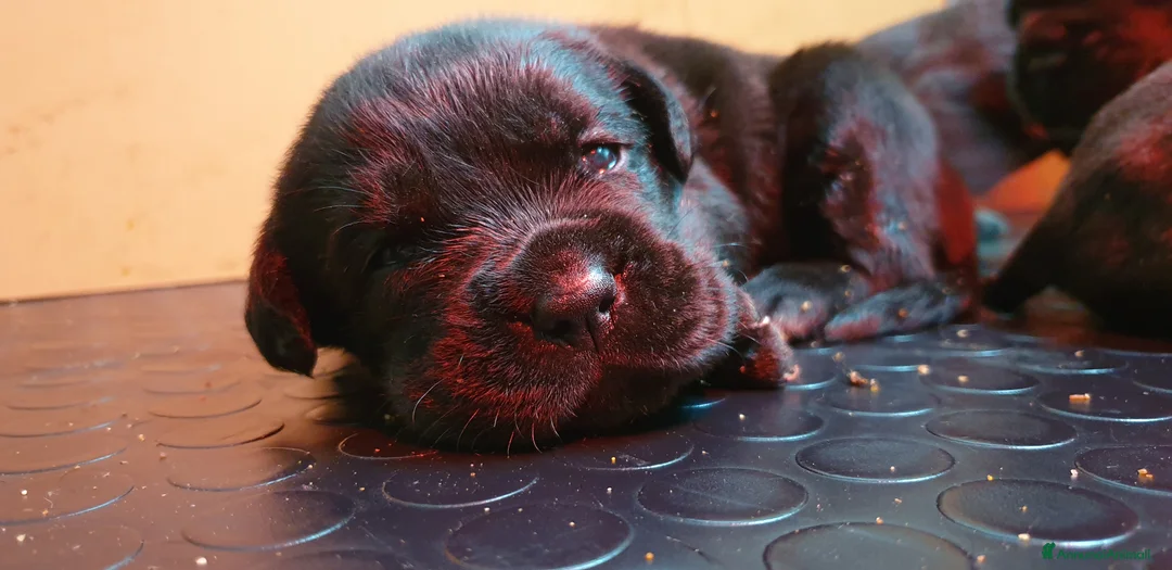 Immagine della galleria {{count}}