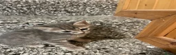 Meticcio gatti in vendita: Gattino grigio  - Annuncio 3