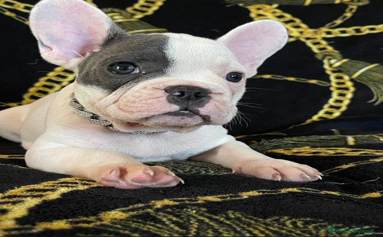 Bulldog Francese cani a Città metropolitana di Roma Capitale - Annuncio 12