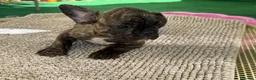 Bulldog Francese cani in vendita: Bulldog francese tigrato  - Annuncio 9