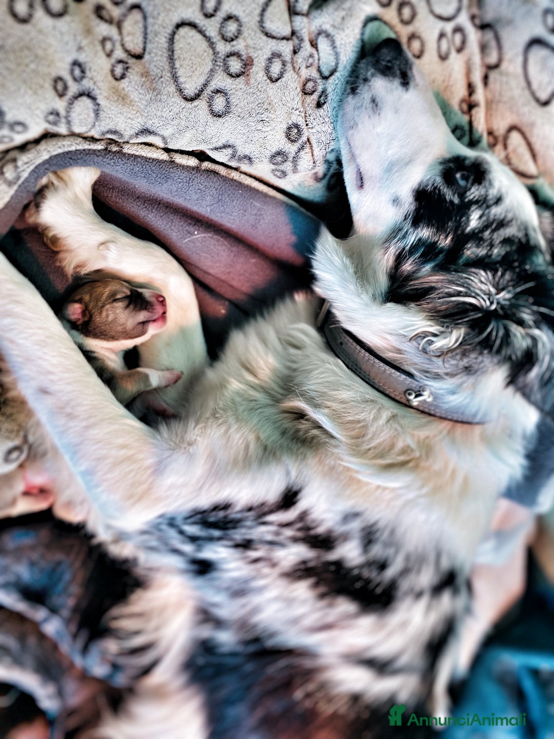 Border Collie cani in regalo: Cuccioli incrocio Border collie - in adozione  - Annuncio 8