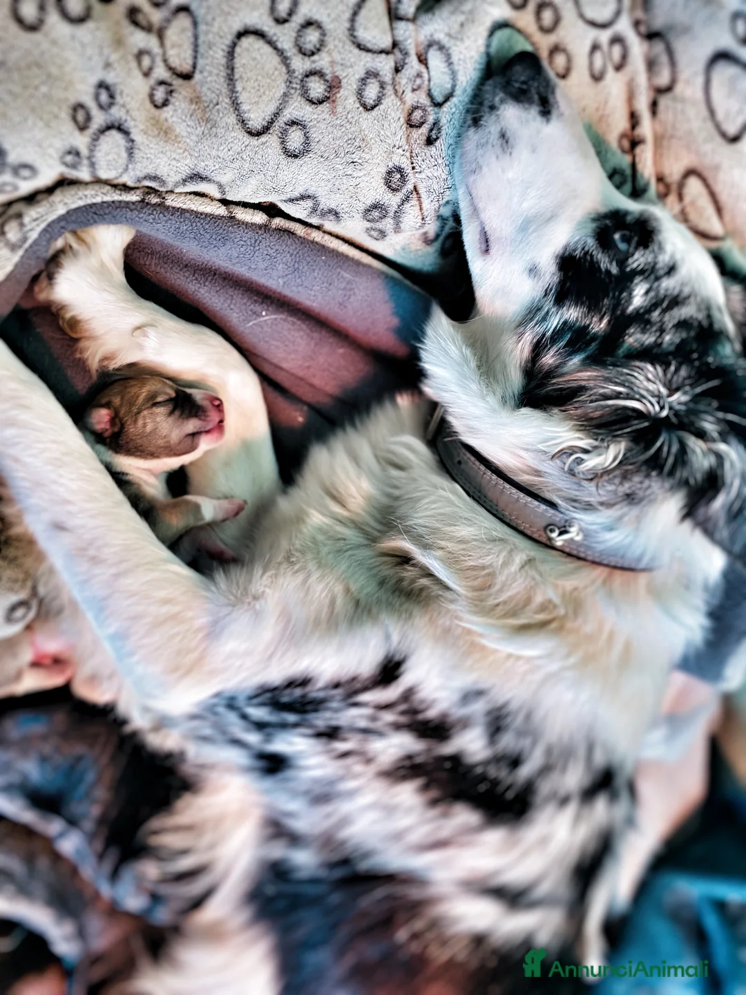 Border Collie cani in regalo: Cuccioli incrocio Border collie - in adozione  - Annuncio 8