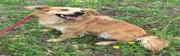 Meticcio cani in regalo: Plinio 2 anni Taglia piccola  - Annuncio 2