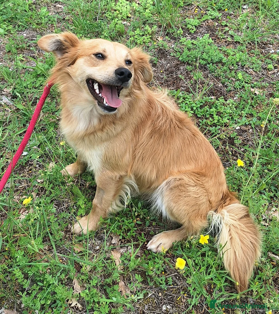 Meticcio cani in regalo: Plinio 2 anni Taglia piccola  - Annuncio 2
