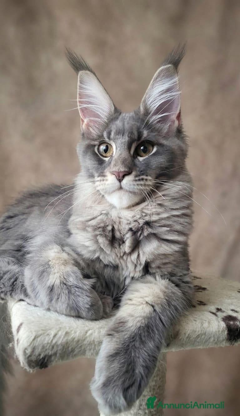 Maine Coon gatti Petra - Annuncio 14
