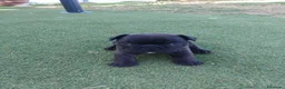 Bulldog Francese cani in vendita: Cuccioli bulldog francese  a Città metropolitana di Roma Capitale - Annuncio 3