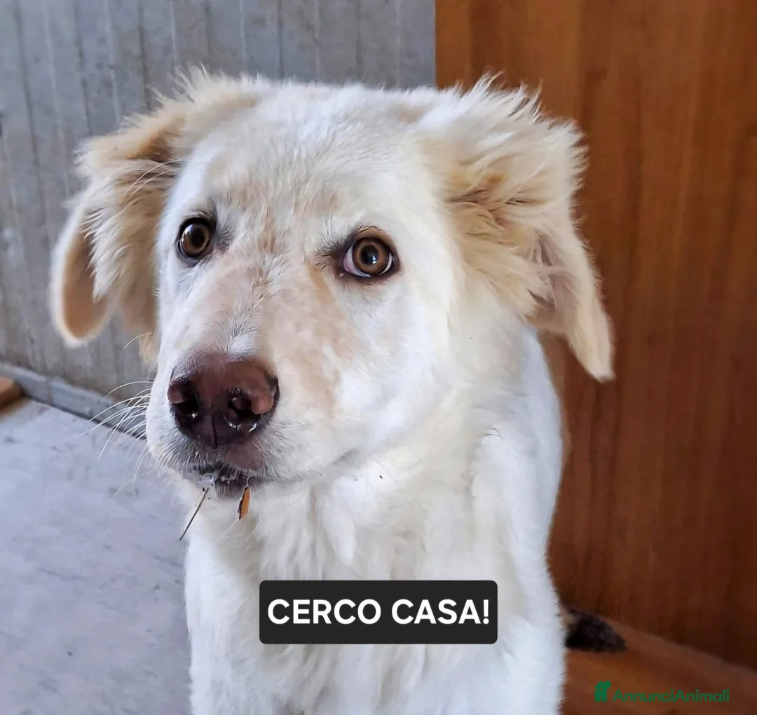 Meticcio cani in regalo: EROS 💙 una nuvola bianca con le zampe a Provincia di Perugia - Annuncio 8