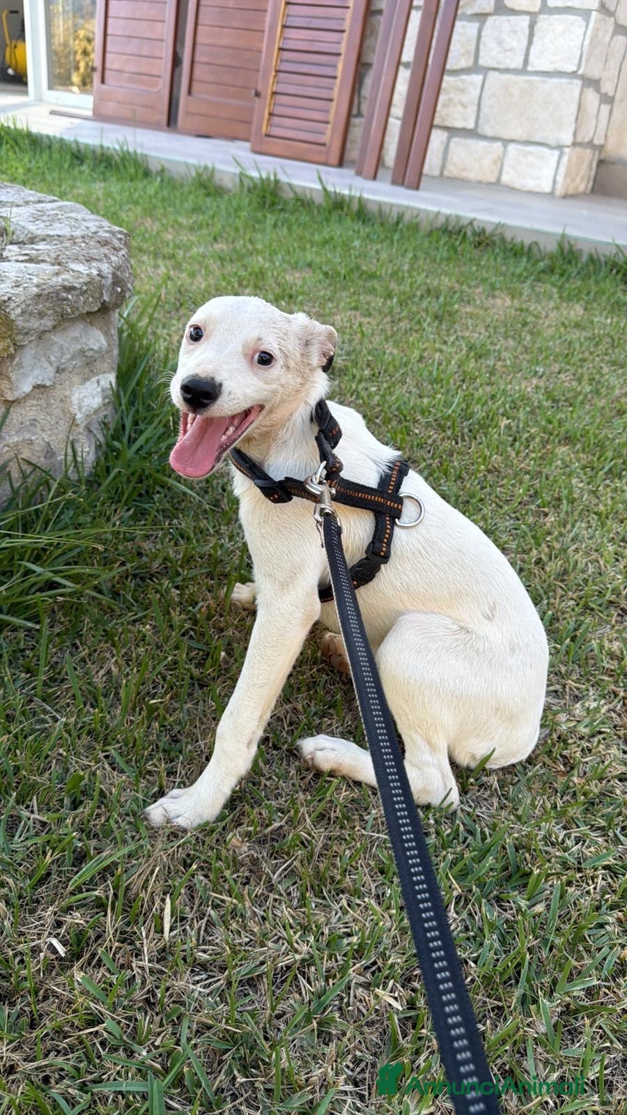 Meticcio cani Choco dolcissimo cucciolo taglia medio piccola  - Annuncio 29