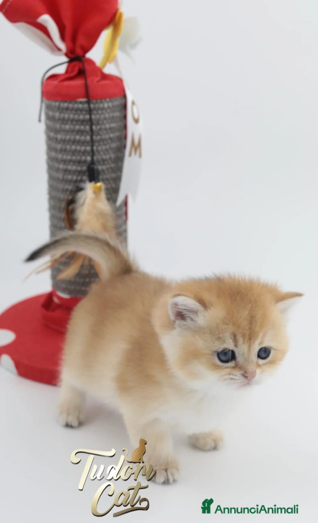 British gatti in vendita: British golden shorthair  - Annuncio 2