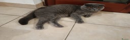 Scottish gatti per accoppiamento: Maschio scottish fold per accoppiamento  - Annuncio 1