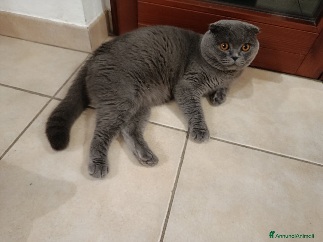 Scottish gatti per accoppiamento: Maschio scottish fold per accoppiamento  - Annuncio 1