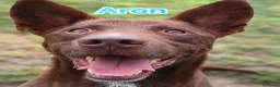 Meticcio cani in regalo: Aron e Ciccio abbandonati cercano famiglia a Provincia di Pavia - Annuncio 1