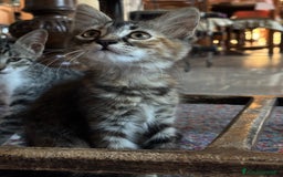 Altre razze gatti in vendita: 7 allegri batuffoli in cerca di casa a Province of Brescia - Immagine 29