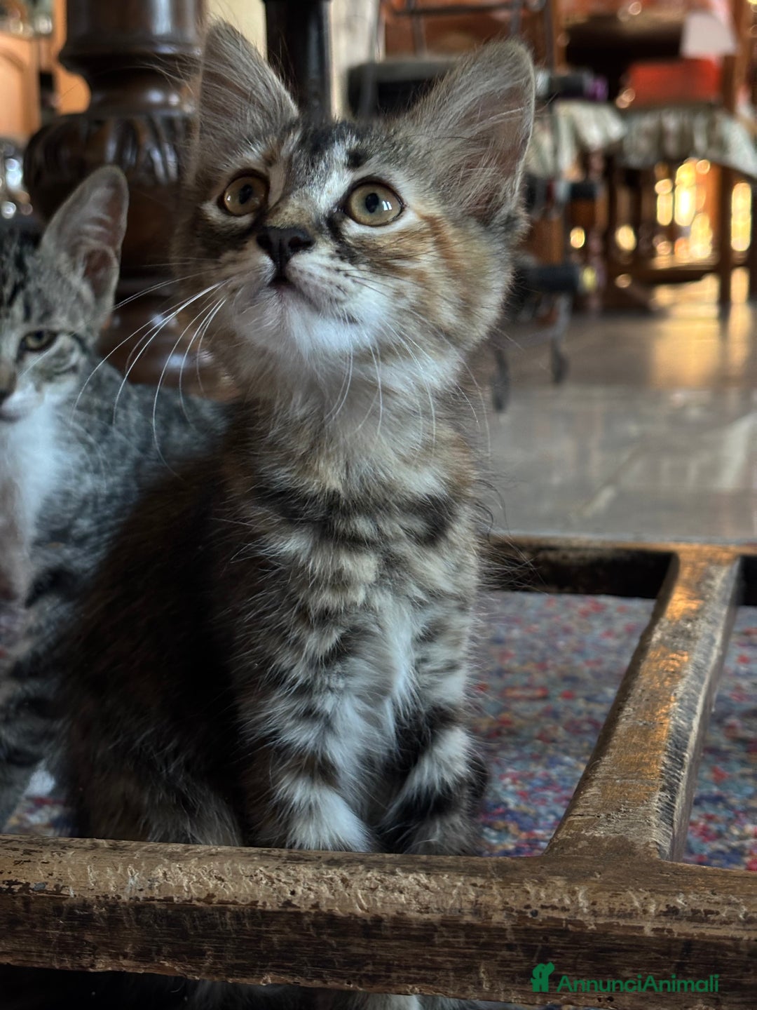 Altre razze gatti in vendita: 7 allegri batuffoli in cerca di casa a Province of Brescia - Immagine 29