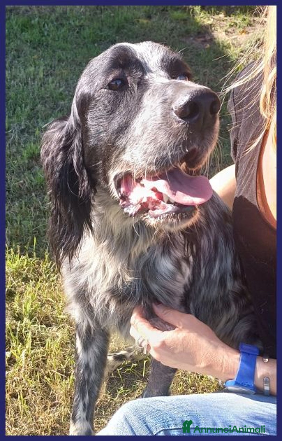 Setter Inglese cani in regalo: ZANZIBAR giovane setterino - Annuncio 3