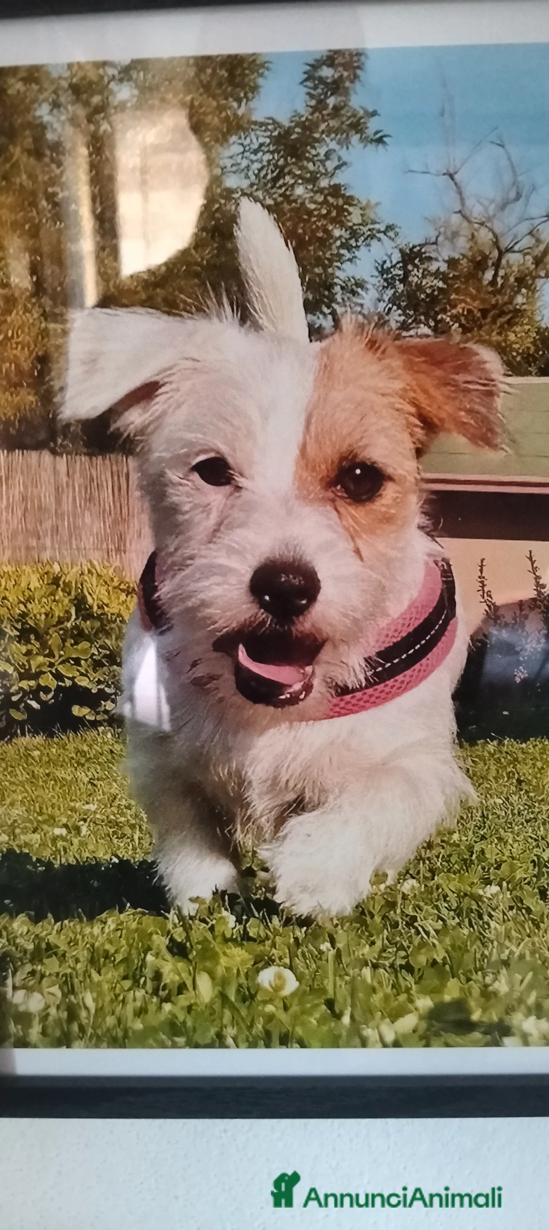 Jack Russell cani in vendita: Jack russel - Annuncio 2