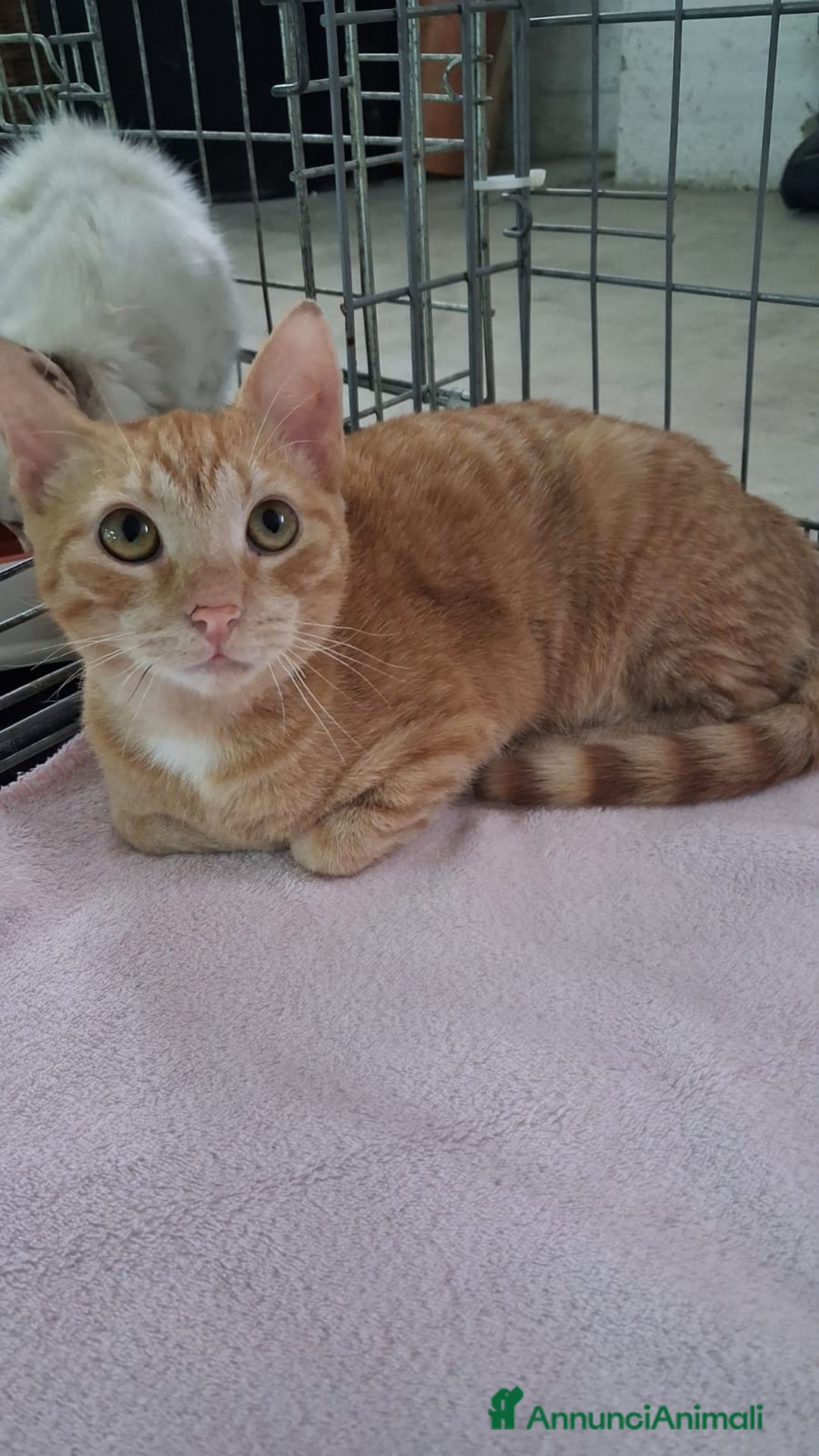 Altre razze gatti in regalo: GATTINA MERAVIGLIOSA - Annuncio 4