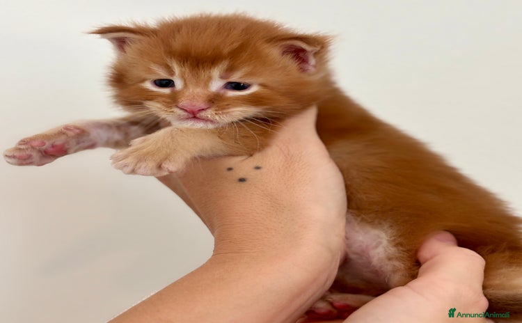 Maine Coon gatti Maine Coon - Annuncio 20