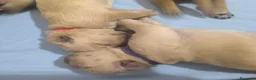 Golden Retriever cani in vendita: Cuccioli di Golden retriever con pedigree ENCI  - Annuncio 33