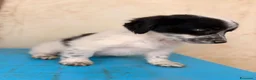Meticcio cani in regalo: IL MORBIDO E DOLCE DUPLO a Città metropolitana di Roma Capitale - Annuncio 4