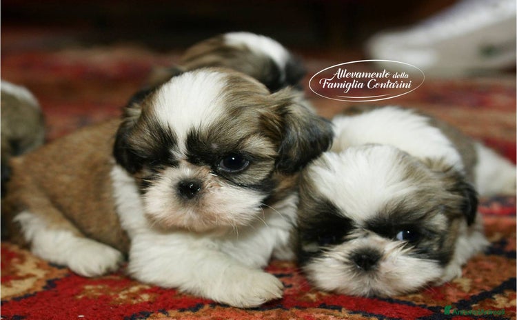 Shih Tzu cani a Provincia di Padova - Annuncio 2