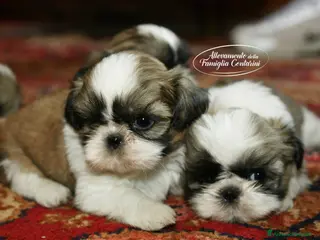 Shih Tzu cani SHIHTZU CUCCIOLI STUPENDI <3 a Provincia di Padova - Annuncio 23