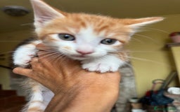 Maine Coon gatti in vendita: Cuccioli Maine Coon a Provincia di Brescia - Immagine 6