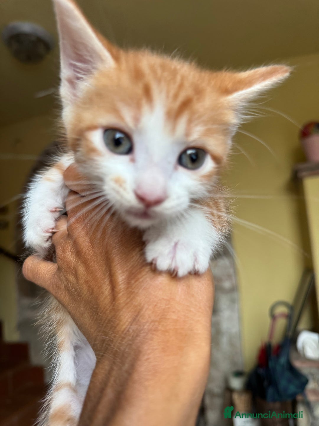 Maine Coon gatti in vendita: Cuccioli Maine Coon a Provincia di Brescia - Immagine 6