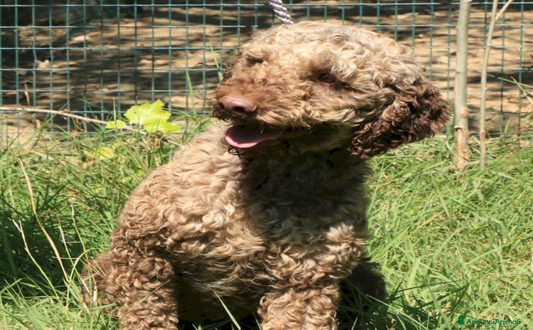 Lagotto cani a Provincia di Ravenna - Annuncio 4
